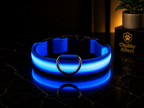 Chubby Albert™️ GlowSafe Collar
